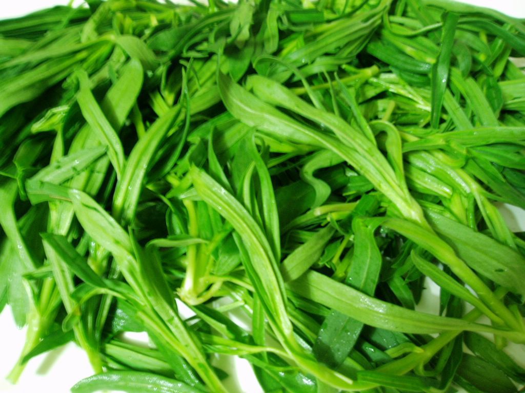 野菜麦瓶草(图)