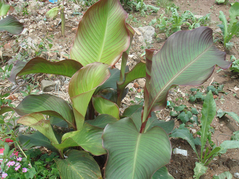 外出走一走居然发现了这些,你认识吗?